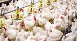 ممنوعیت و محدودیت خروج مرغ زنده از استانها لغو گردید