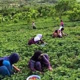 خرید تضمینی ۴۸ هزار تن برگ سبز چای از ابتدای فصل برداشت