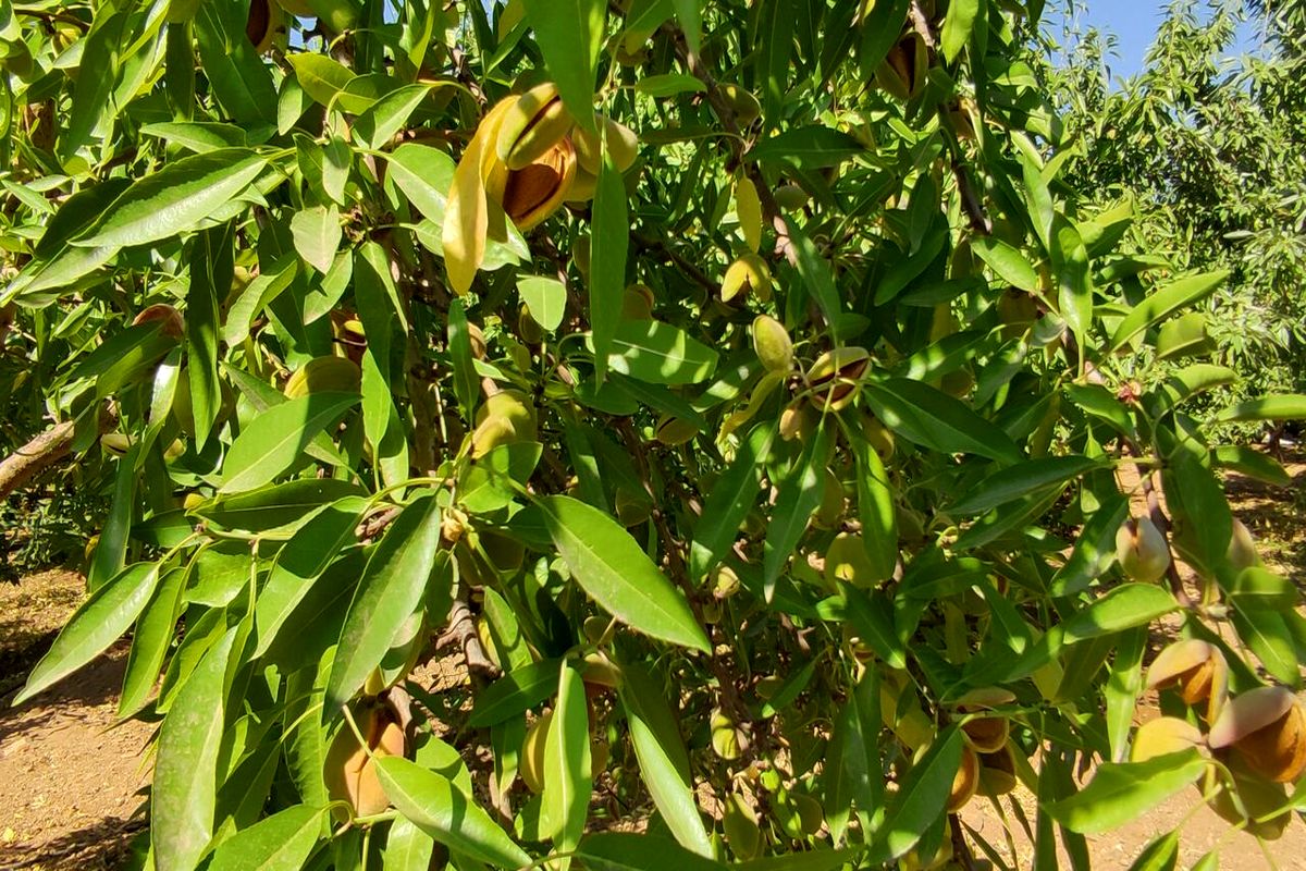 پیش‌بینی برداشت ۲۵هزار تن بادام از بادامستان‌های استان چهارمحال و بختیاری