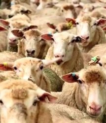 کاهش قیمت دام نسبت به سال گذشته