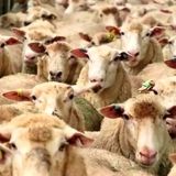 کاهش قیمت دام نسبت به سال گذشته