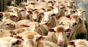 کاهش قیمت دام نسبت به سال گذشته