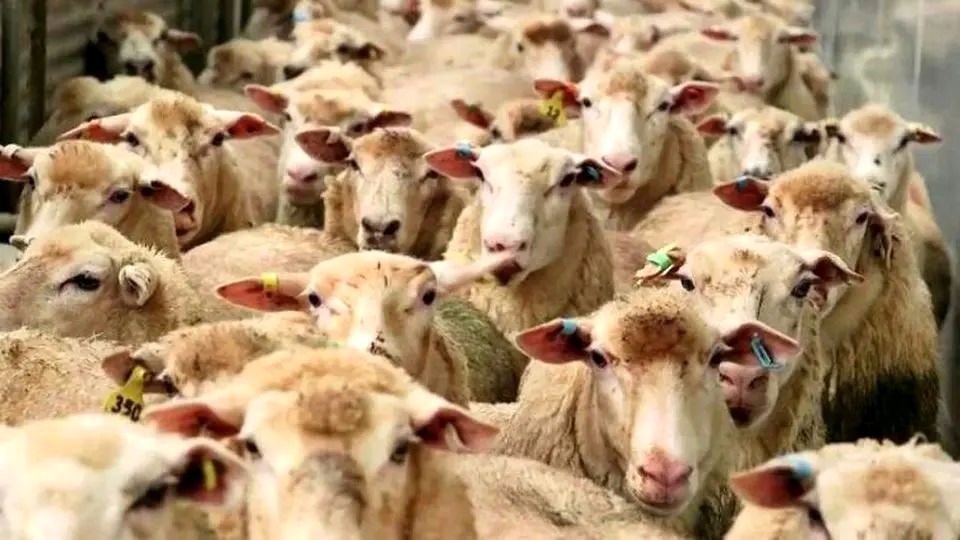 کاهش قیمت دام نسبت به سال گذشته