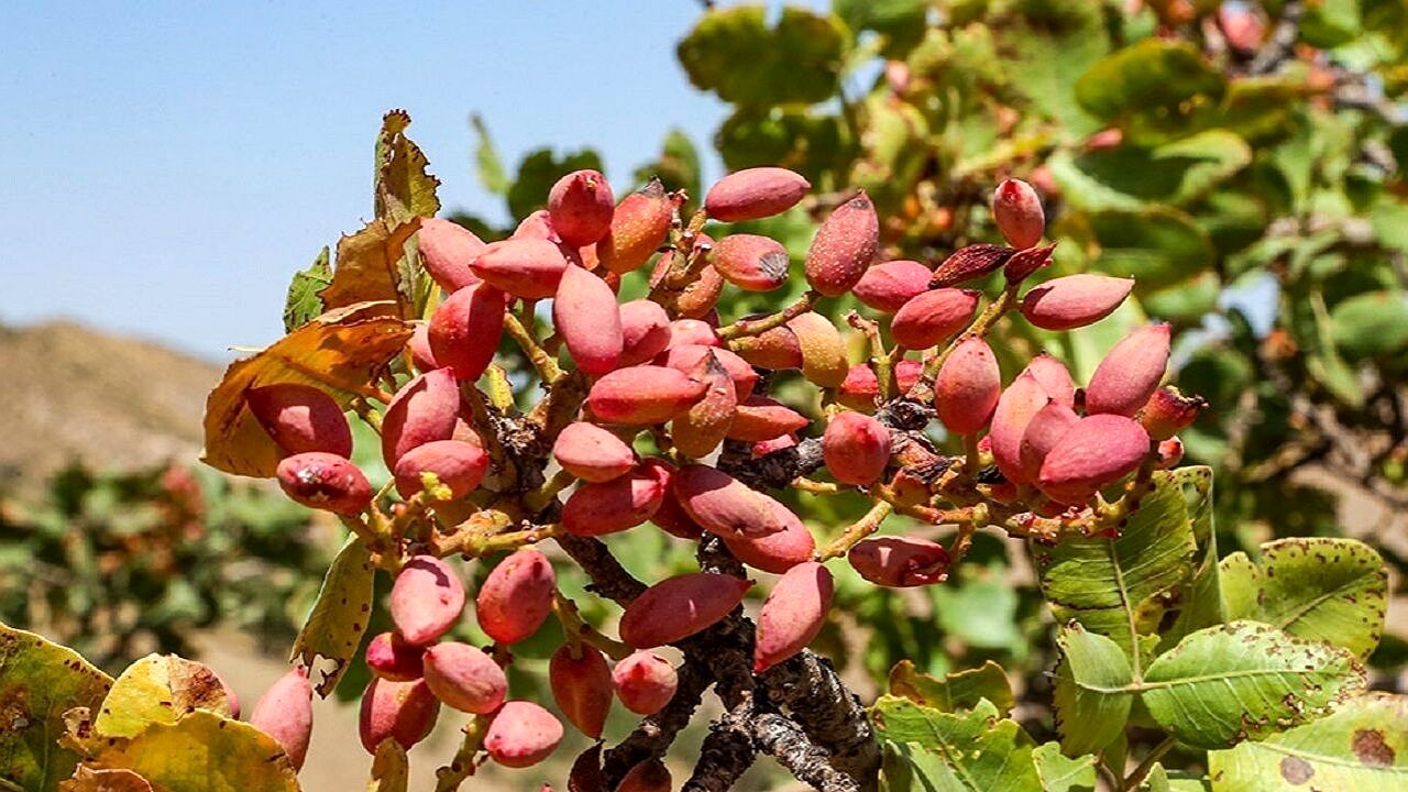 برداشت ۱۰ هزار تن پسته در استان سیستان و بلوچستان