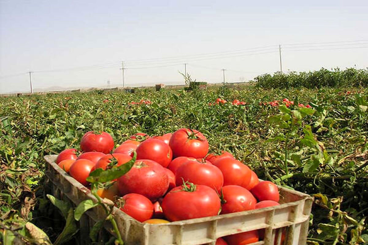 پیشبینی برداشت ۲۸۰۰ تن گوجه فرنگی در تفتان