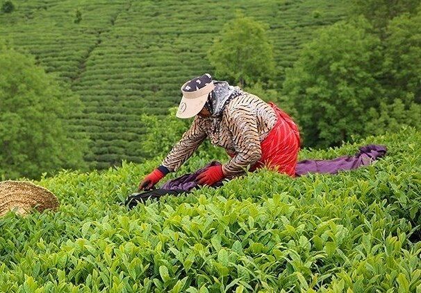 پرداخت نزدیک به ۱۱ هزار میلیارد ریال از مطالبات چای‌کاران شمال کشور