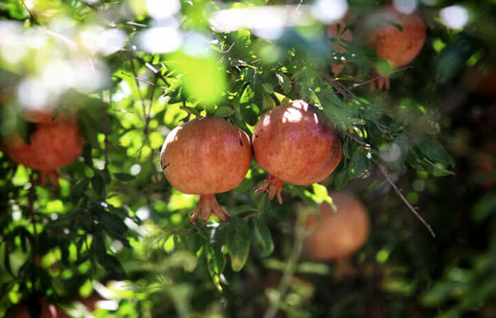 پیش بینی برداشت ۲ هزار تن انار از باغات عرب رودبار شهرستان سیروان