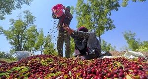 آغاز تولید کنسانتره عناب با هدف صادرات