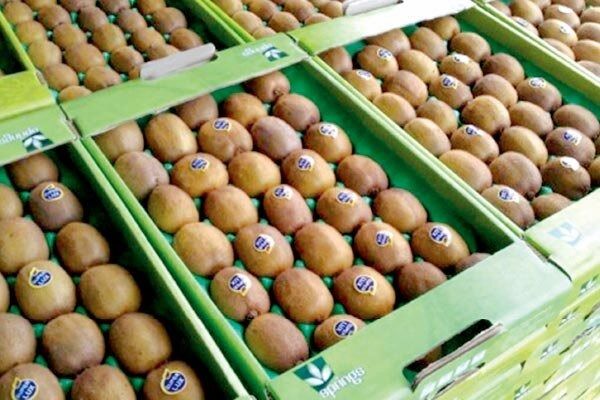 آغاز دوباره صادرات کیوی از ۷ مهرماه