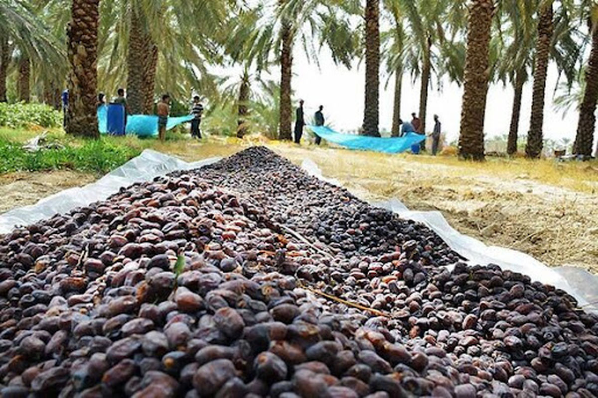 برداشت ۱۵۰ هزار تن خرما در استان سیستان و بلوچستان