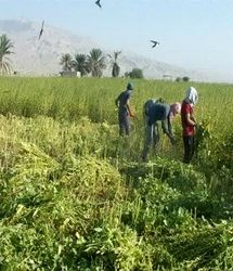 آغاز برداشت کنجد در شهرستان فراشبند