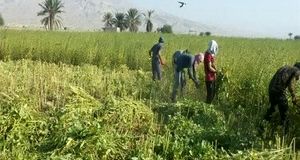 آغاز برداشت کنجد در شهرستان فراشبند