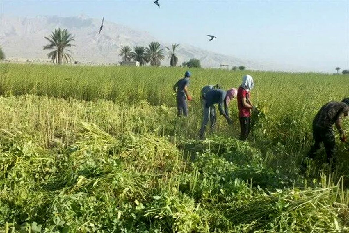 آغاز برداشت کنجد در شهرستان فراشبند