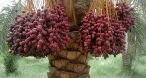 رشد ۱۰ درصدی برداشت خرما در بافق