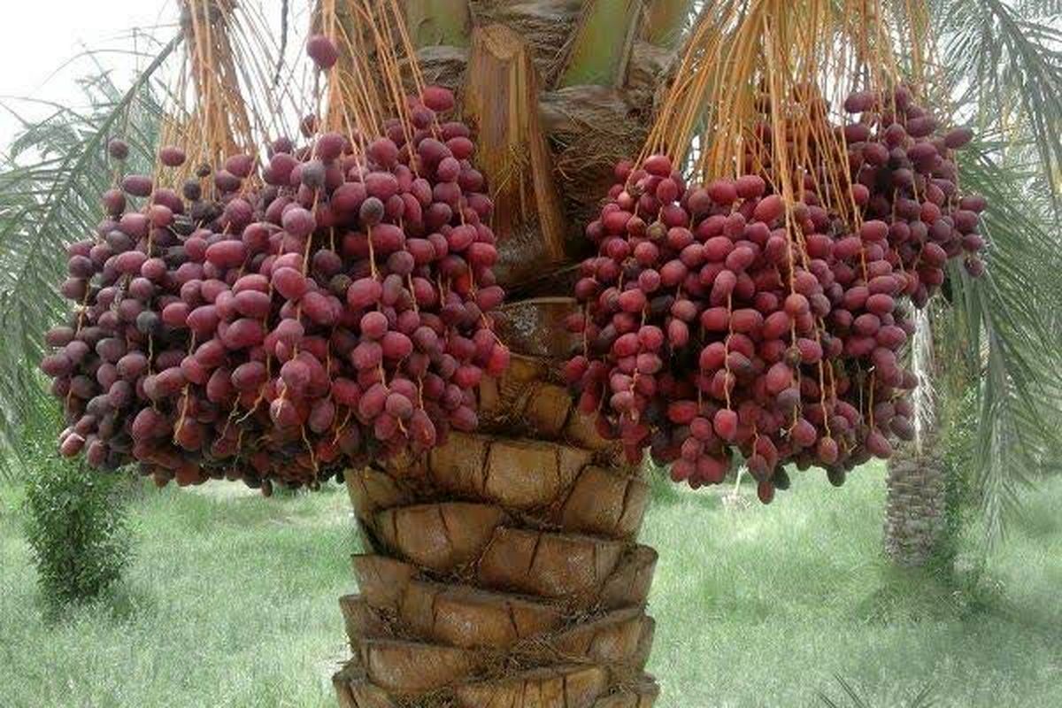 رشد ۱۰ درصدی برداشت خرما در بافق