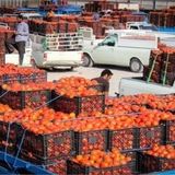 ازبکستان تمام میوه‌های تازه افغانستان را خرید