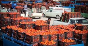 ازبکستان تمام میوه‌های تازه افغانستان را خرید