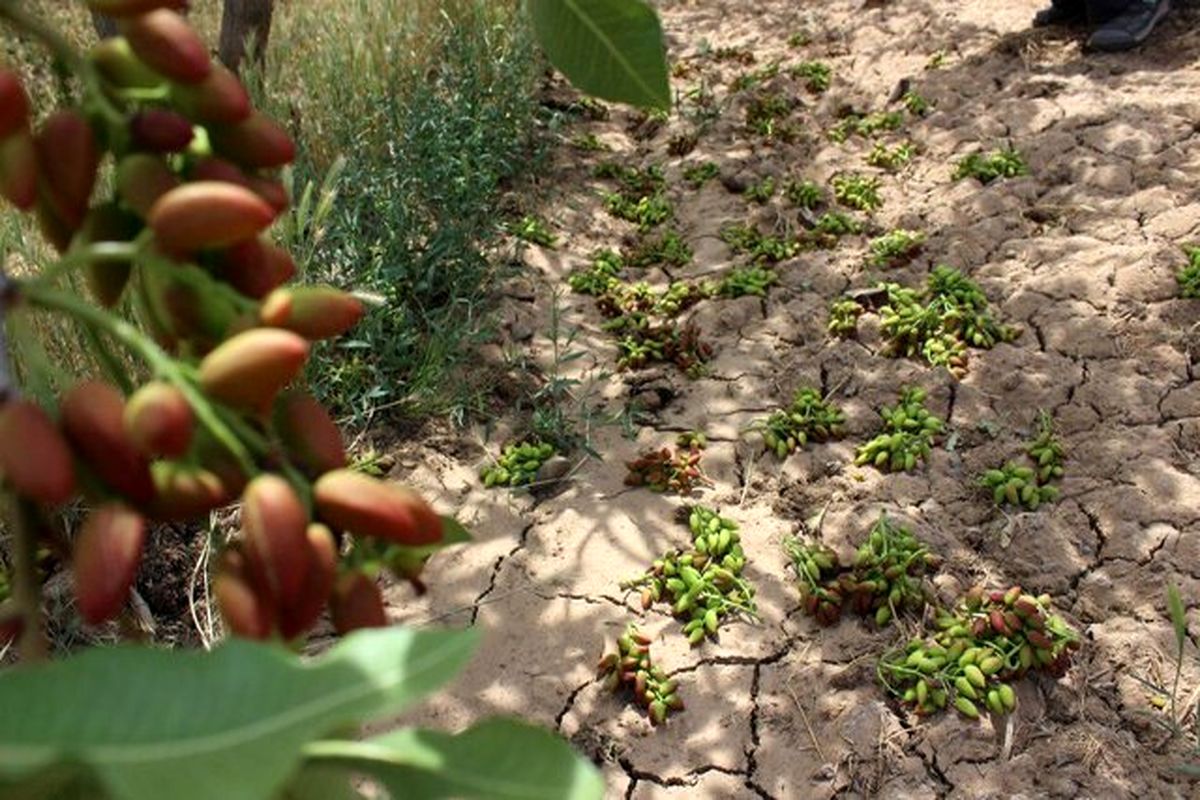 خسارت ۱۶۳ میلیارد تومانی باد و توفان به کشاورزی خواف