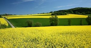 آغاز خرید تضمینی کلزا در استان گلستان