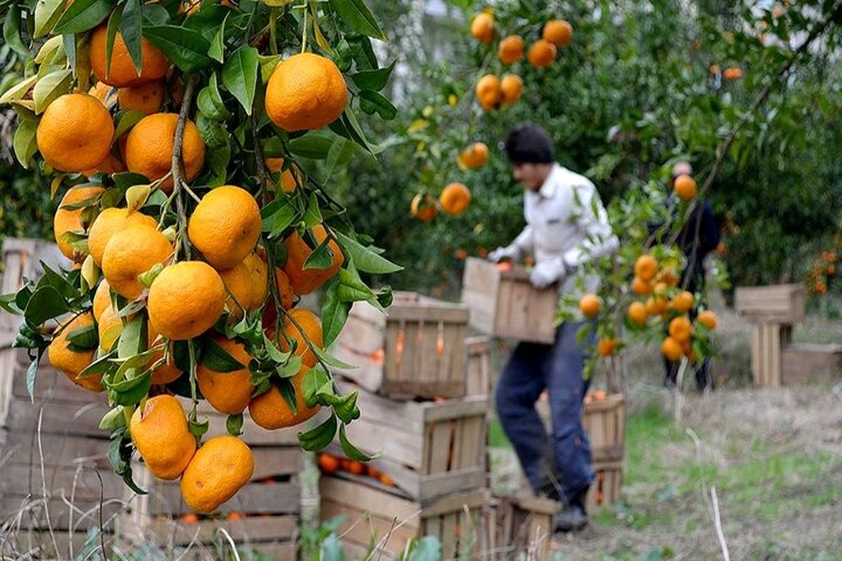 سه هزار و ۳۳۰ تن نارنگی در استان سیستان و بلوچستان برداشت خواهدشد