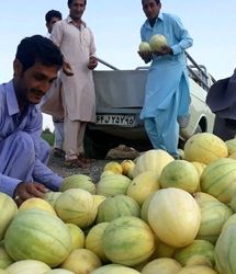 برداشت ۱۲۰۰ تن خربزه خارج از فصل در استان سیستان و بلوچستان