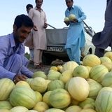 برداشت ۱۲۰۰ تن خربزه خارج از فصل در استان سیستان و بلوچستان