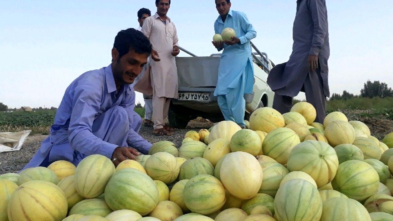 برداشت ۱۲۰۰ تن خربزه خارج از فصل در استان سیستان و بلوچستان