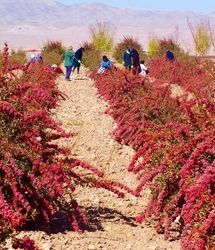 تولید ۹۸ درصد زرشک جهان در استان خراسان جنوبی