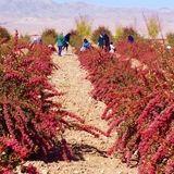 تولید ۹۸ درصد زرشک جهان در استان خراسان جنوبی