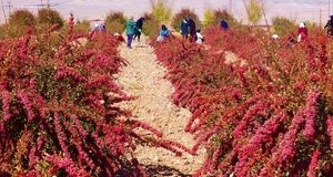 تولید ۹۸ درصد زرشک جهان در استان خراسان جنوبی