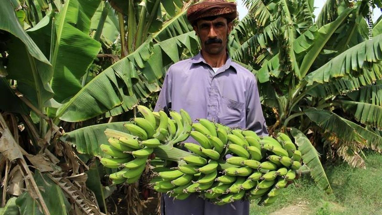 برداشت ۱۰۰ هزار تن موز در استان سیستان و بلوچستان