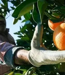 برداشت ۸۰ هزار تن مرکبات در استان گیلان تا به امروز