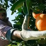 پیش‌بینی برداشت ۷۰۰ تن مرکبات در گچساران