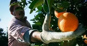 پیش‌بینی برداشت ۷۰۰ تن مرکبات در گچساران