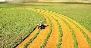 کاهش۲۲ درصدی سطح زیر کشت جو در کشور