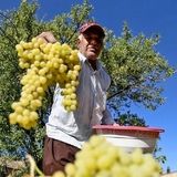 کاهش ۲۰ درصدی تولید انگور در ملایر بدلیل سرمازدگی