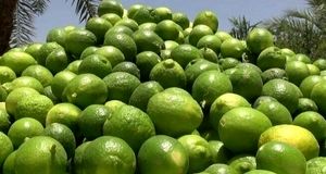 برداشت ۶۰ هزار تن لیمو ترش در استان بوشهر
