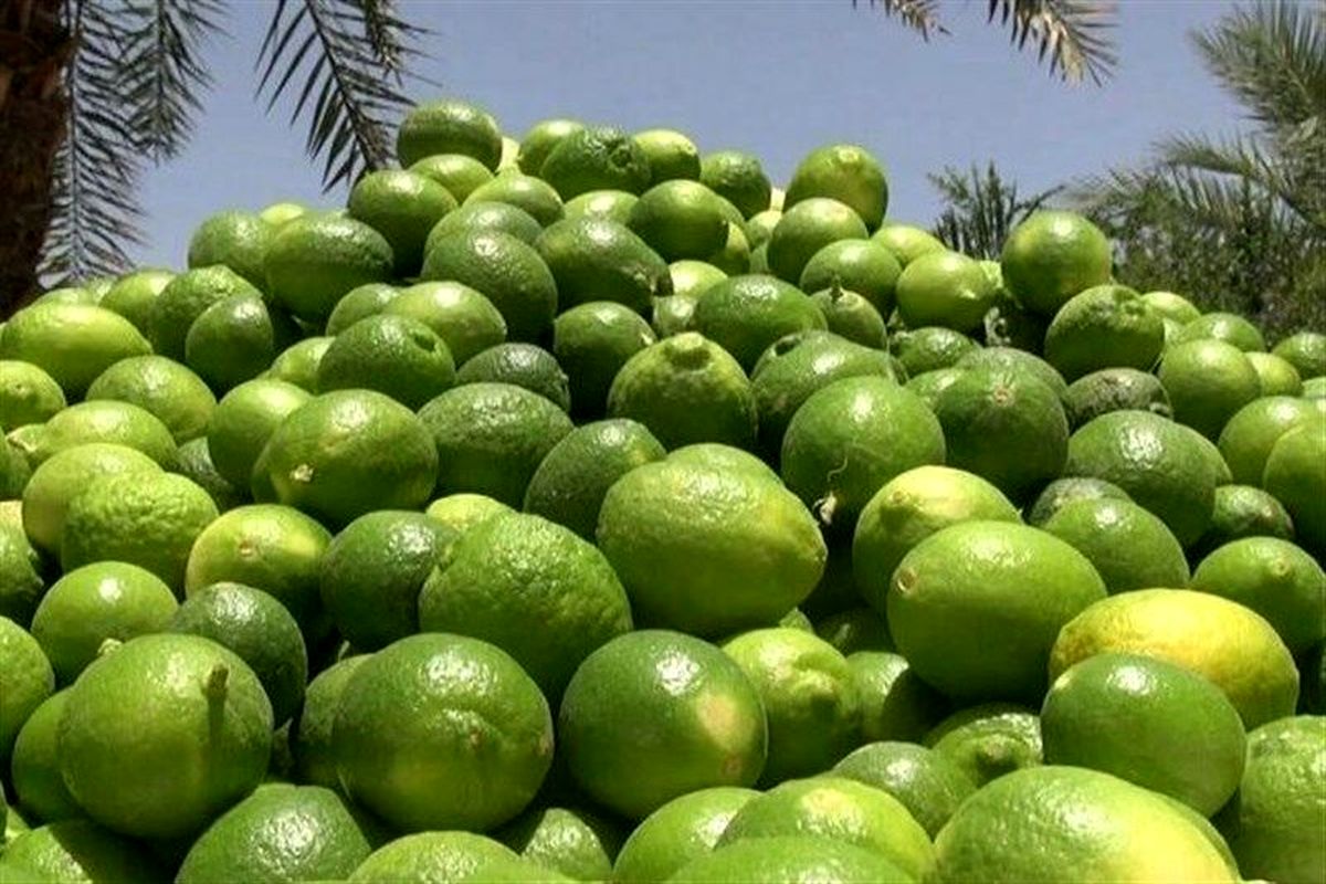 برداشت ۶۰ هزار تن لیمو ترش در استان بوشهر