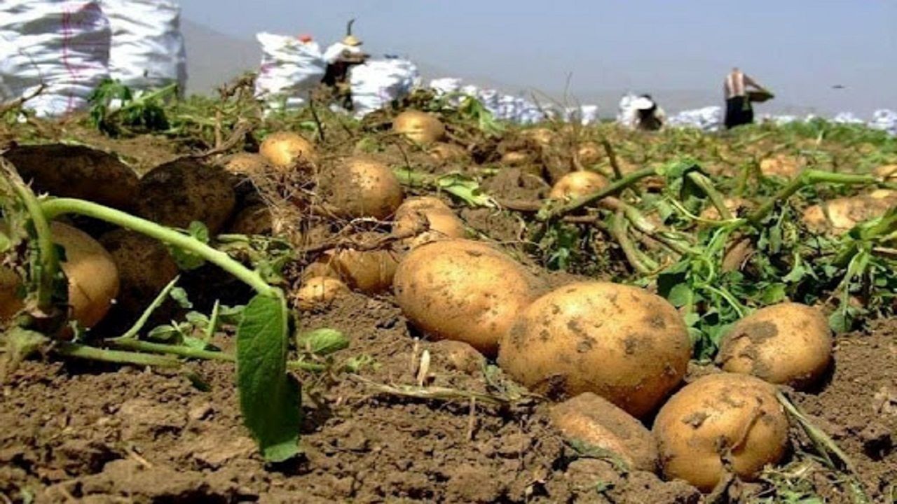 پیش‌بینی برداشت ۸۰ هزار تن سیب زمینی در فریدونشهر