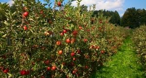 خسارت سنگین خشکسالی و قطعی برق به کشاورزی کوهسرخ