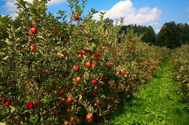 خسارت سنگین خشکسالی و قطعی برق به کشاورزی کوهسرخ