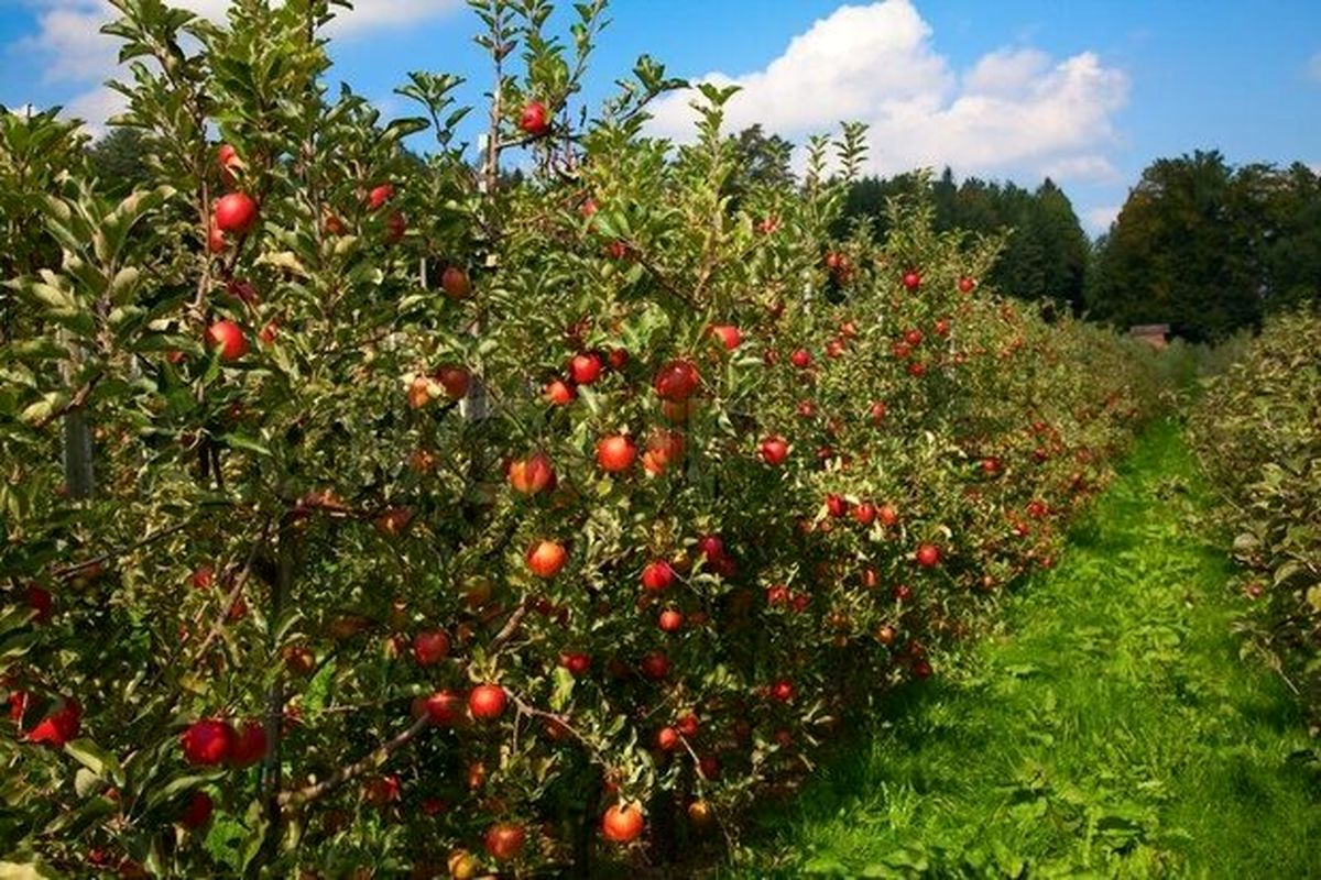 خسارت سنگین خشکسالی و قطعی برق به کشاورزی کوهسرخ