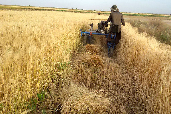 آغاز برداشت محصول جو در شهرستان زاهدان