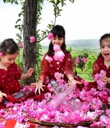 جشنواره گلاب‌گیری بانه در تقویم گردشگری کشور ثبت شد