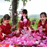 جشنواره گلاب‌گیری بانه در تقویم گردشگری کشور ثبت شد