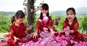 جشنواره گلاب‌گیری بانه در تقویم گردشگری کشور ثبت شد