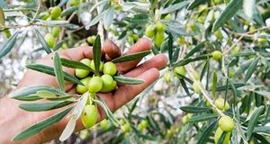 ۱۸ هزار زیتون در رودبار برداشت خواهدشد
