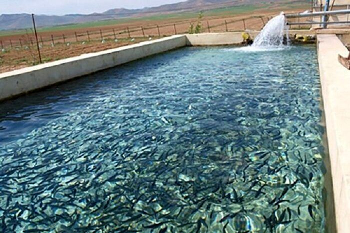 پیش بینی برداشت ۱۹۰ تن ماهی سردآبی در استان سمنان