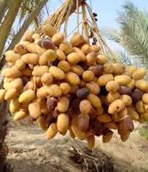 آغاز برداشت رطب نوبرانه آلمهتری در جنوب استان کرمان