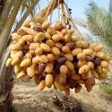 آغاز برداشت رطب نوبرانه آلمهتری در جنوب استان کرمان